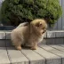 pomeranian puppy