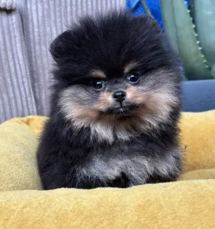 pomeranian puppy