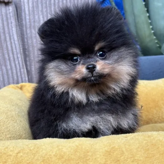 pomeranian puppy