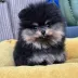 pomeranian puppy
