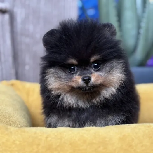 pomeranian puppy