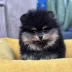 pomeranian puppy