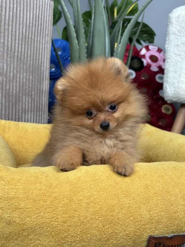 pomeranian puppy