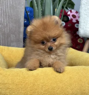 pomeranian puppy
