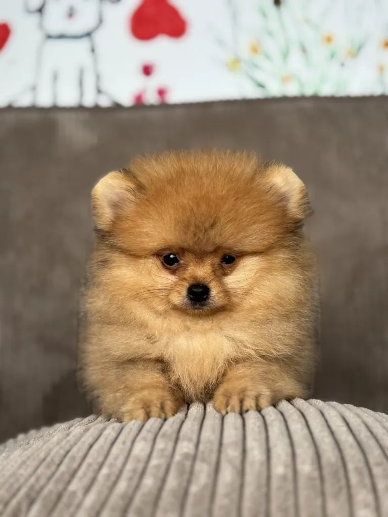 pomeranian puppy