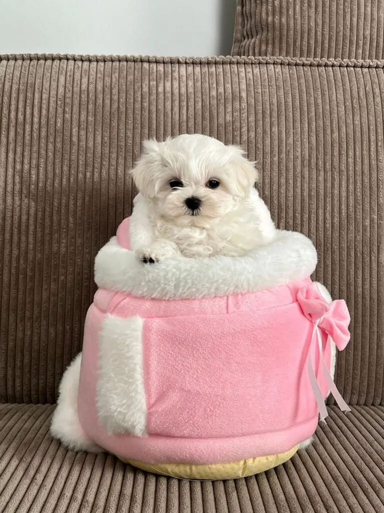 maltese puppy