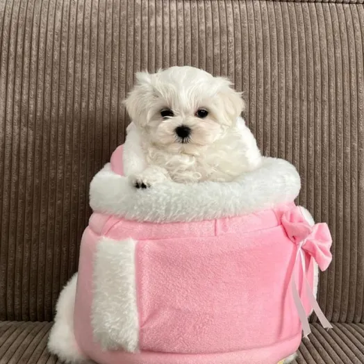 maltese puppy