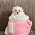 maltese puppy