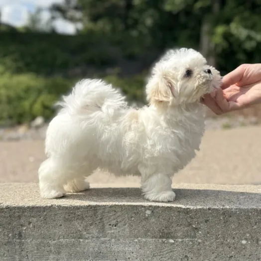 maltese puppy