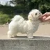 maltese puppy