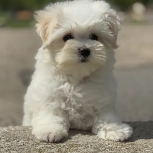 maltese puppy