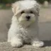 maltese puppy