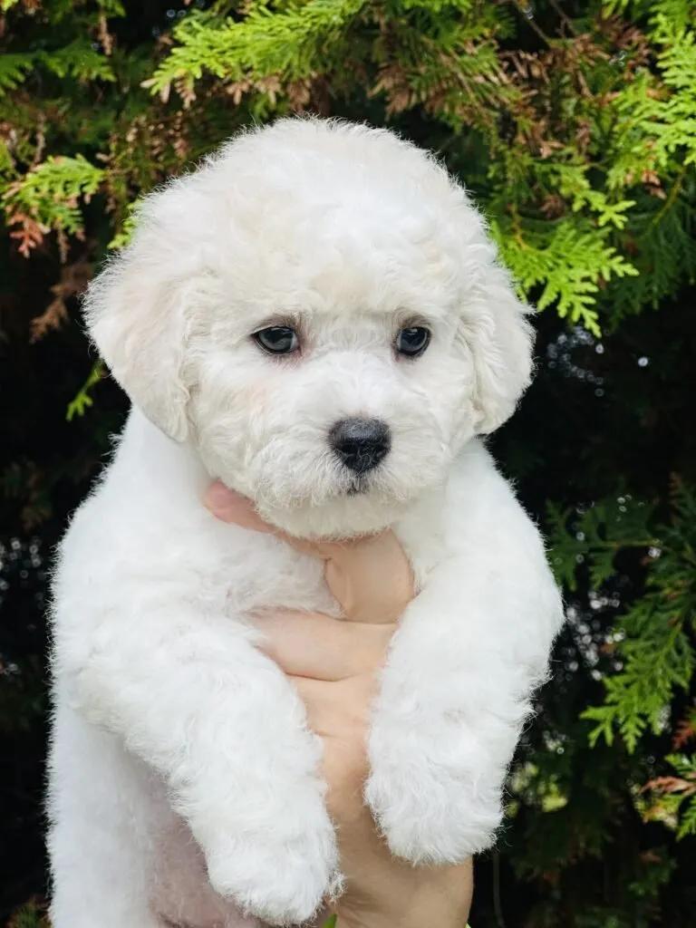 bichon frise puppy