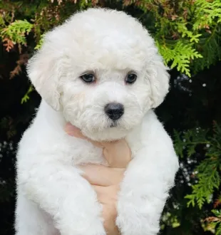 bichon frise puppy