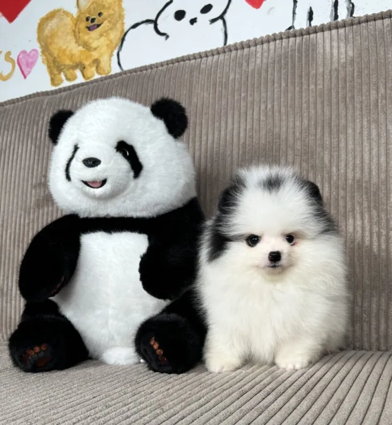 black and white parti color pomeranian puppy