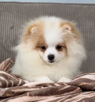 pomeranian puppy
