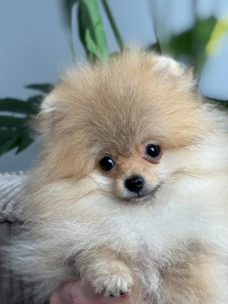 pomeranian puppy
