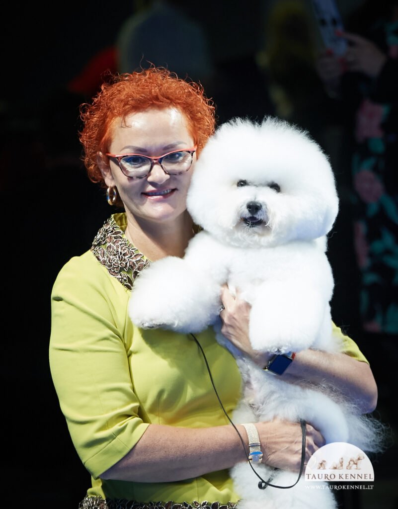 Janita J. Nardymas su bišon frize