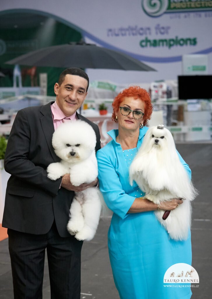 tauro kennel bichon frise and maltese